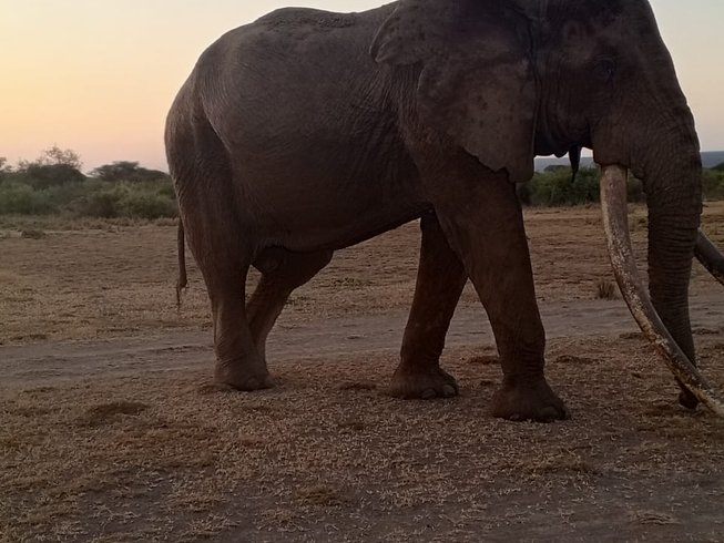 5 jours de safari de groupe à couper le souffle au Kenya - photo 3