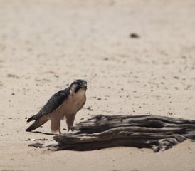 8 jours safari en 4x4 en conduite autonome dans le Kalahari, Afrique du Sud - Photo 5