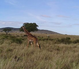 7 Tage Kenia-Safari: Abenteuer in der Tierwelt von Masai Mara, Lake Nakuru, Lake Naivasha und Amboseli - Photo 2