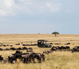 4-Daagse Safari in de Mara en Nakuru, Kenia - Photo 2