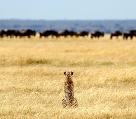 8 Day Royal Serengeti and Ngorongoro Safari in Tanzania: See Big Cats and the Great Migration - Photo 2
