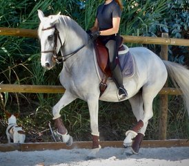 106 Day Normal Dressage Holiday with Lusitano Horses in Alenquer, Centro Region, Portugal - Photo 1