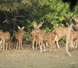6-Daagse Yoga- en Meditatie-Retraite aan het Meer met Chitwan Wildlife Tour in Nepal - Photo 3