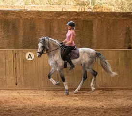 118 Tage Reiturlaub für Spring- und Dressurpferde auf Mallorca, Balearen, Spanien - Photo 1