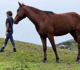 10 Tage Mountain to Caribe: Horse Connection und Yoga Tour in Costa Rica - Photo 2
