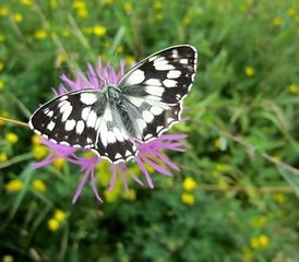 8 días de retiro de yoga y meditación en Antugnac, Francia: Conexión con la naturaleza - Photo 5
