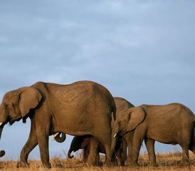 4 jours en stage de safari au parc national de Meru et au parc national d’Aberdare, Kenya - Photo 2