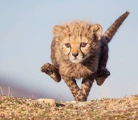 96 Tage Private Serengeti- und Ngorongoro-Krater-Safari in Tansania - Photo 1