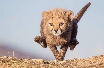 6-Daagse Privésafari in Serengeti en de Ngorongorokrater, Tanzania