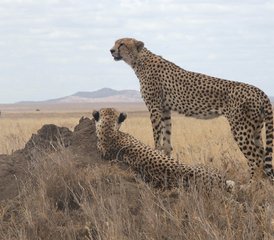 4 jours en stage du meilleur du safari du circuit nord à Tarangire, Serengeti et Ngorongoro, Tanzanie - Photo 4