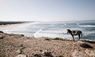 Sidi Kaouki Retreats & Trips
