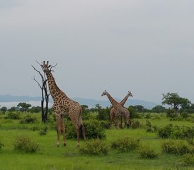 2 jours en stage de safari dans le parc national de Mikumi, Tanzanie depuis Dar es Salaam - Photo 2