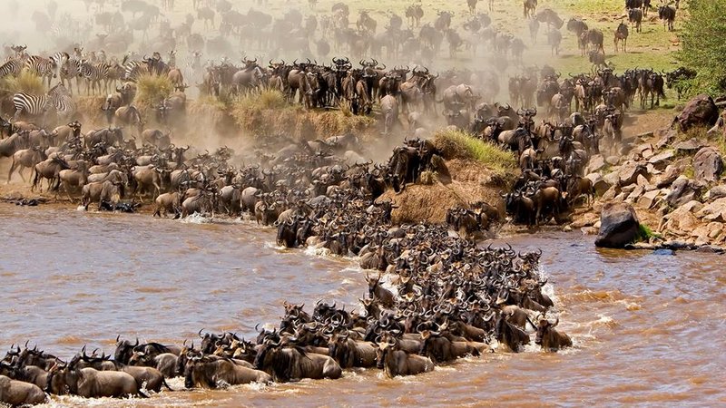 3 Day Great Masai Mara Safari in Kenya