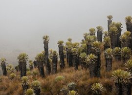 Manizales Retreats & Trips