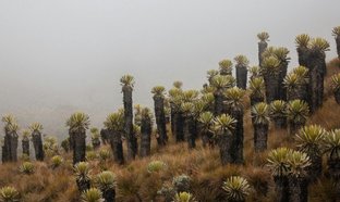 Manizales Retraites en Reizen