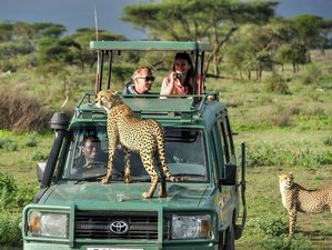4 Day Masai Mara and Lake Nakuru Group Joining Safari in Kenya