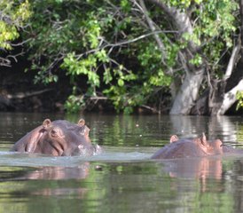 14 Tage Günstige Safari im Kafue-Nationalpark, Sambia - Photo 1