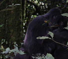 12 Day Gorilla, Chimpanzee, and Wildlife Safari in Uganda - Photo 3