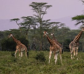 4 jours safari intermédiaire Masai Mara et parc du lac Nakuru, Kenya - Photo 2