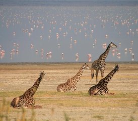 5 jours safari animalier privé à Ol Pejeta, au lac Nakuru et au Maasai Mara, Kenya - Photo 2