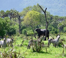 3 días de safari en la reserva de fauna salvaje de Selous desde Dar es Salaam - Photo 4