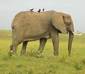 9 Tage Nashörner, Gorillas, Wildtiere und Schimpansen Safari in Uganda, Uganda - Photo 5