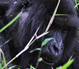2-Daagse Gorilla-Trekking Safari van Rwanda naar Nationaal Park Bwindi, Oeganda - Photo 5