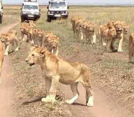 5 jours safari camping au Serengeti, Tarangire et Ngorongoro, Tanzanie - Photo 2