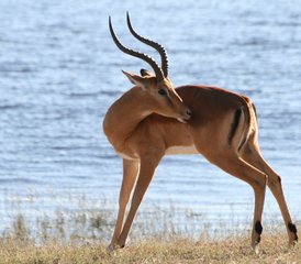 3 días de safari en mokoro por el delta del Okavango, Botsuana - Photo 2