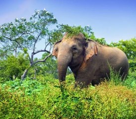 3-Daagse Wildlife-ervaring met Fietsen in Yala National Park, Sri Lanka - Photo 2