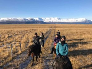4 Day Northern Lights Horse Riding Holiday in Húsavík, Iceland