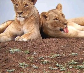 4 jours en stage de safari au Masai Mara et au parc national du lac Nakuru au Kenya - Photo 4