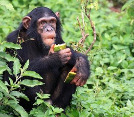 84-Daagse Gombe Chimpansee Trekking en Jane Goodall Legacy Safari in Tanzania - Photo 1