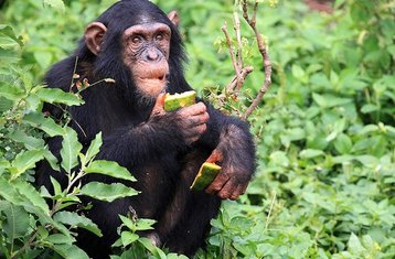 4 Day Into The Wild: Gombe Chimpanzee Trekking and Jane Goodall Legacy Safari in Tanzania