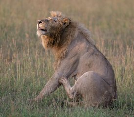 63 Tage Serengeti-Nationalpark und Ngorongoro-Krater Safari in Tansania - Photo 1