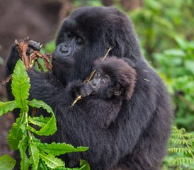 73-Daagse Oeganda Gorilla en Rwanda Gouden Aap Safari Tour - Photo 1