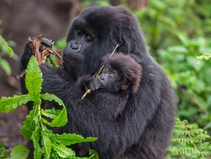 3 Day Uganda Gorilla and Rwanda Golden Monkey Safari Tour