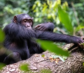 8 Tage Safari-Erlebnis mit Gorillas, Schimpansen und den Big Five in Uganda - Photo 2