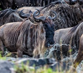 8-Daagse Privé Luxe Safari in Amboseli Naivasha Nakuru en de Mara Kenia - Photo 5