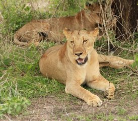 3-Daagse Tanzania Safari in Selous Game Reserve - Photo 2