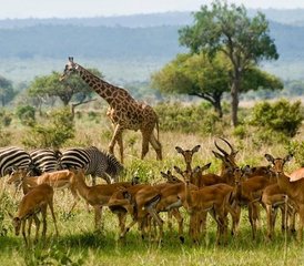 7 Tage Lodge Safari am Manyara-See, Serengeti, Ngorongoro Krater und Tarangire Nationalpark - Photo 4