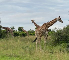 7 Tage Atemberaubende Big-Five-, Schimpansen- und Gorilla-Trekking-Safari in Uganda - Photo 5