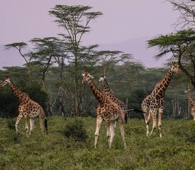 4 jours safari de luxe au Kenya dans la réserve nationale du Masai Mara et le parc national du lac Nakuru, Kenya - Photo 3