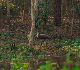 7-Daagse Chitwan Jungle Wildlife Tour in Nepal - Photo 5