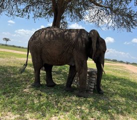 4 jours safari éléphants : découverte de la Tanzanie avec une approche durable du voyage, Tanzanie - Photo 3