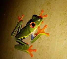 21 jours en stage de connexion à la forêt tropicale à El Castillo, Arenal, Costa Rica - Photo 5