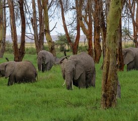 7 Tage Kenia Budget Safari in Masai Mara, Lake Nakuru, Hell's Gate und Amboseli, Kenia - Photo 3