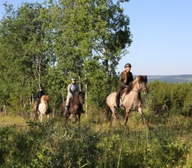  7 Jour Semaine à Cheval en Islande : Découvrez le Cœur Sauvage d’Östersund, dans le Nord de la Suède - Photo 2