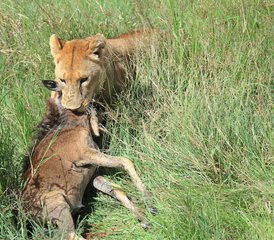 11 Tage Luxus-Lodge-Safari in Tansania - Photo 5