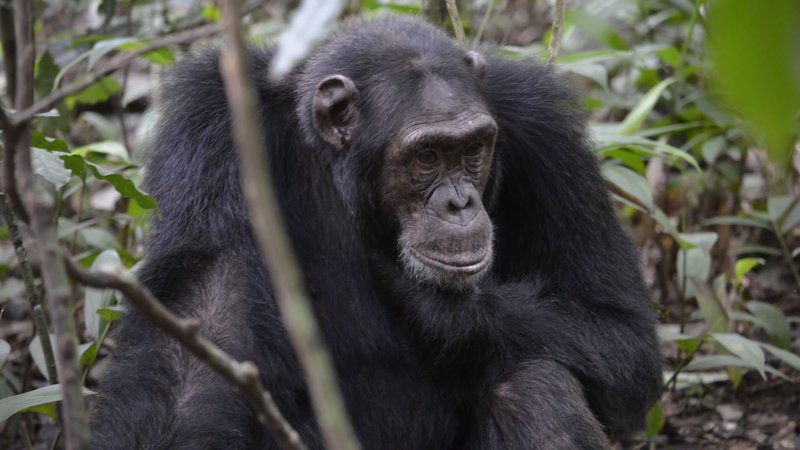 6 Tage Gorilla- und Schimpansen-Tracking-Safari in Uganda